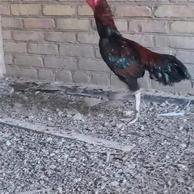 baysok horaz