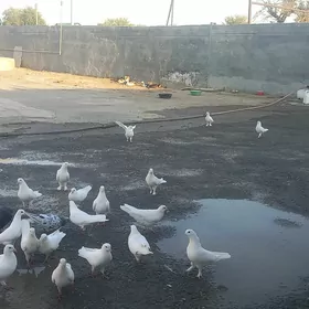Ak kepderi