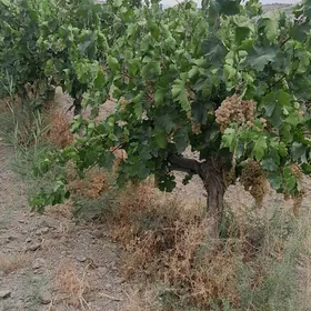 Üzüm Getdar