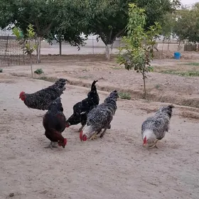 Daminat Horaz