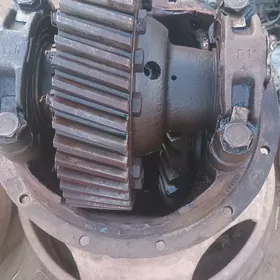 Zil kici mos