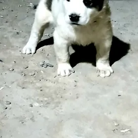 Türkmen albay