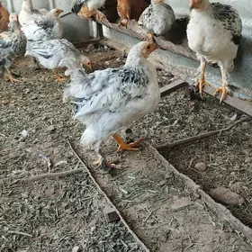 brama 3 aylyk