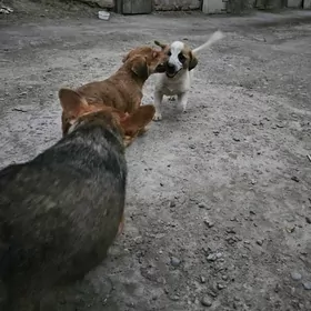 Собака