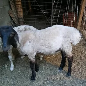 Goyun garakol kurti
