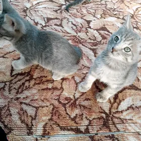 paroda pisikler