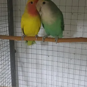 popugay guslar