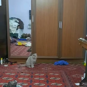 meblıl satlyk