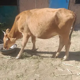 Bogaz sygyr