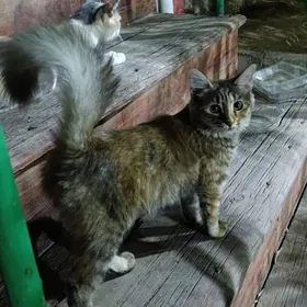 котенок