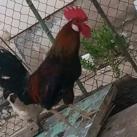 Horoz