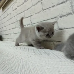 Шотландские вислоухие котята
