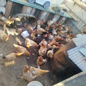Tawuk