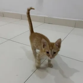 Кот