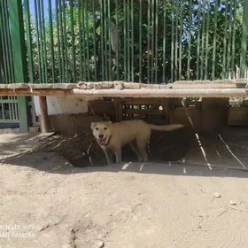 IT