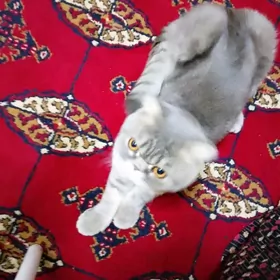 Pişik