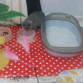 pişik