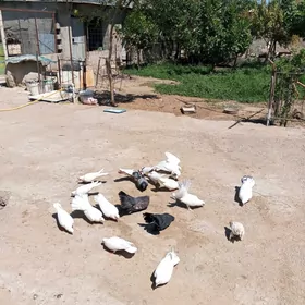 Kepderi