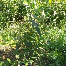Limon nahal