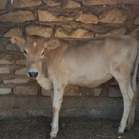 TANALY SYGYR