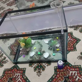Akwaryum