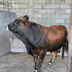 BAKYLAN ŎKZLER 2 SANY