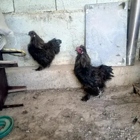 towsan tuy horaz karlik