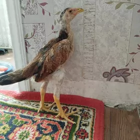 baysow towuk