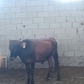 ARASSA BİCİK ÖKÜZLER