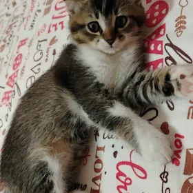 Котёнок