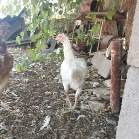 Taşkent