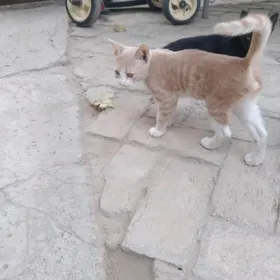 котенок