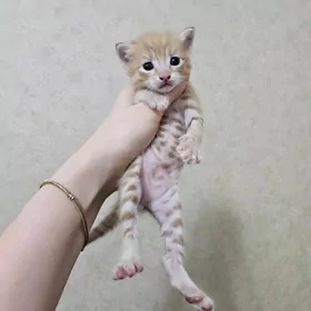 котенок