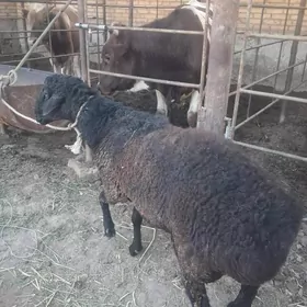 kockar