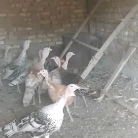 Induklar, Индюки