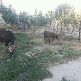 goleli sygyr onsyk ba