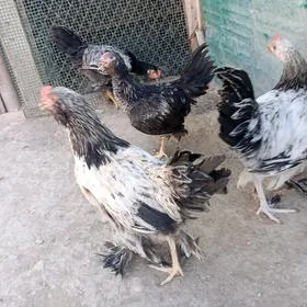 horazlar