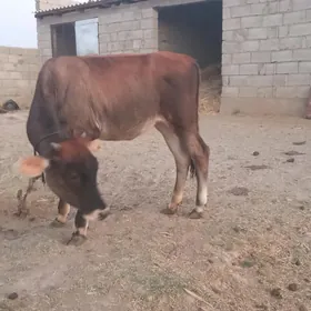 tüwe