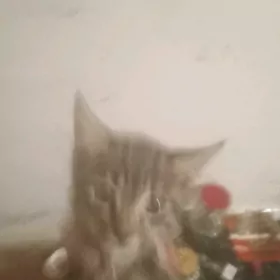 котята