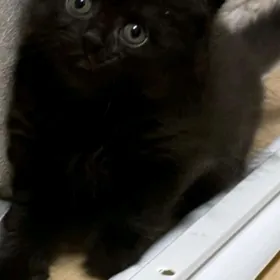 котята