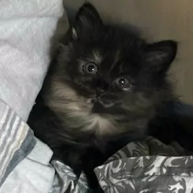котята
