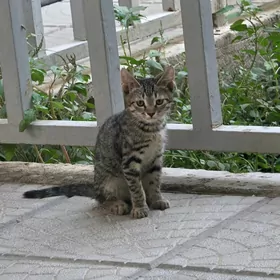 кот