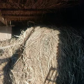 суданка