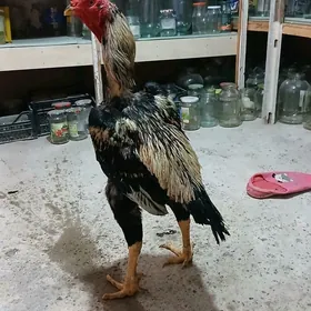 хораз