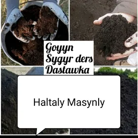 elenen ders gum навоз дерц гум