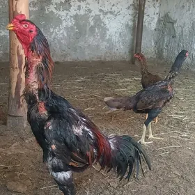 Horaz Taşkent yumurtga