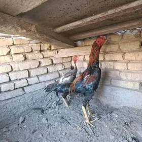 horaz boysowyý Tashkent paroda