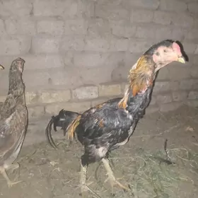 baysow