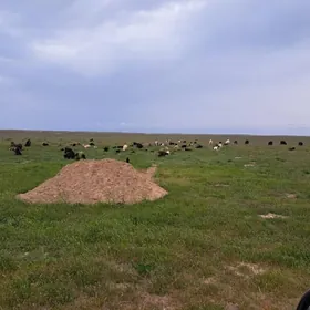 işgar gerek çopançylyk