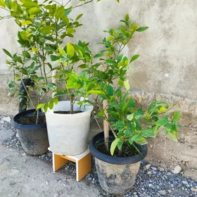 limon